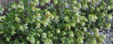 Olje divjega origana (Origanum minutiflorum)
